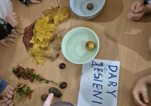 Dzieci obserwują doświadczenie. W pierwszej miseczce kasztan zatonął, w drugiej kasztan w skórce pływa, w trzeciej miseczce jarzębina unosi się na wodzie.