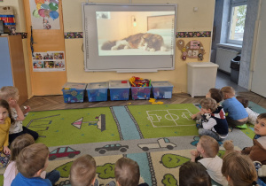 Dzieci siedzą na dywanie i oglądają film o kotach, na temat życia kotów.