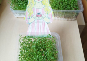 Na zdjęciu widać zasianą rzeżuchę w plastikowym pojęmniku